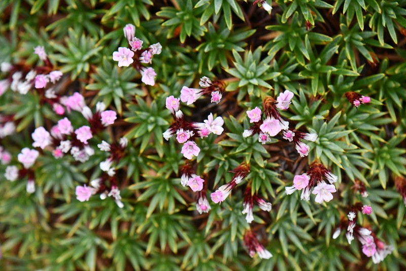 Acantholimon lycopodioides photo 3