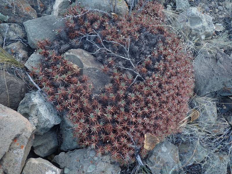 Acantholimon lycopodioides photo 4