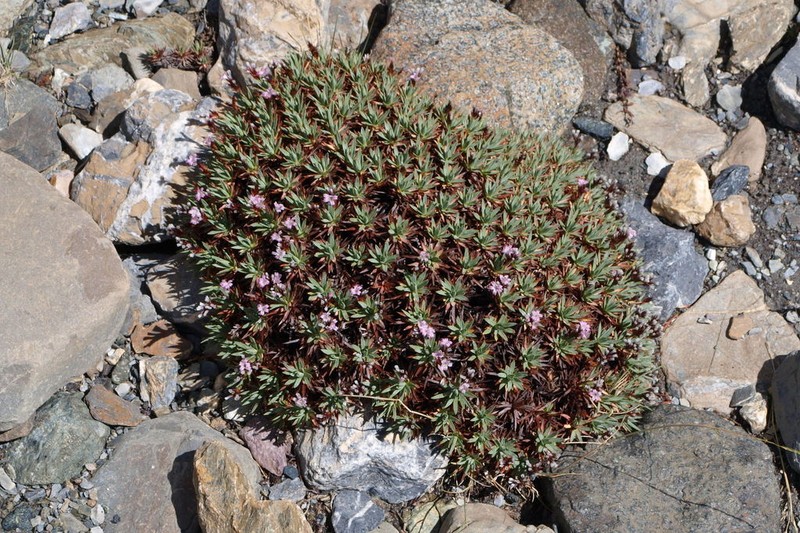Acantholimon lycopodioides photo 5
