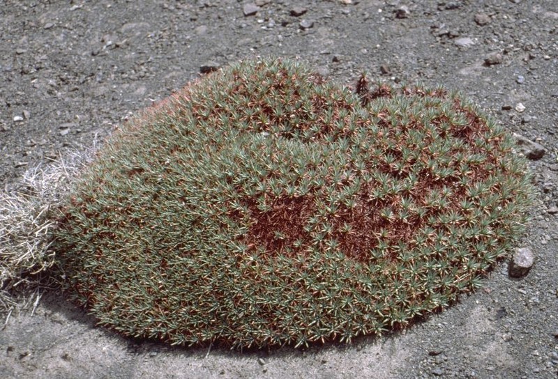 Acantholimon lycopodioides photo 6