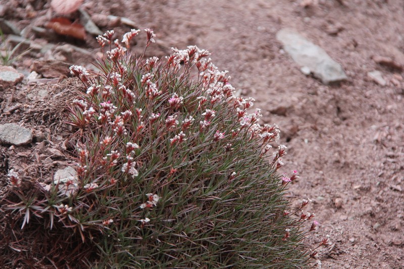 Acantholimon lycopodioides photo 7