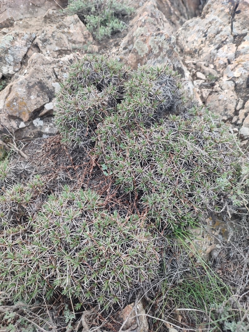 Acantholimon lycopodioides photo 8