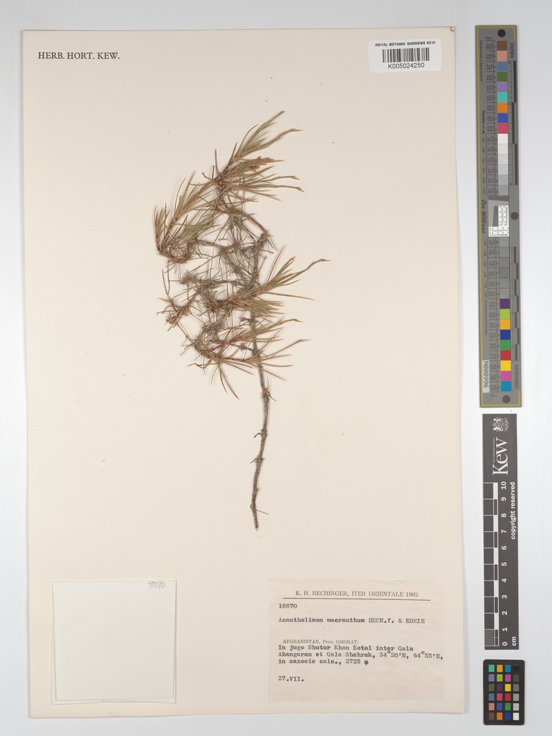 Acantholimon macranthum