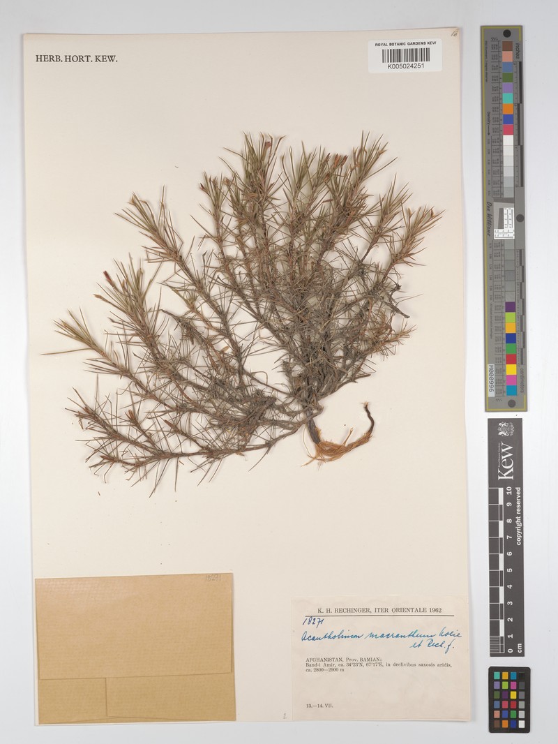 Acantholimon macranthum photo 2
