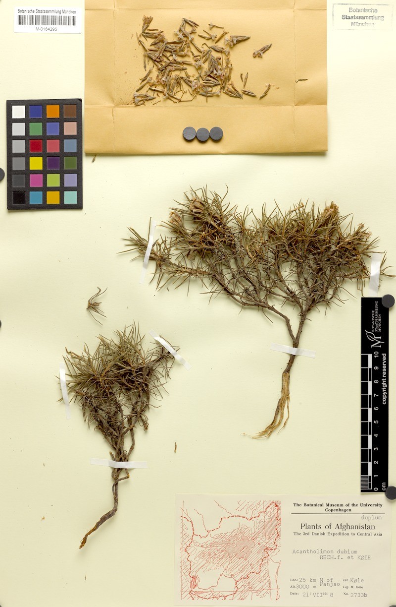 Acantholimon macranthum photo 3