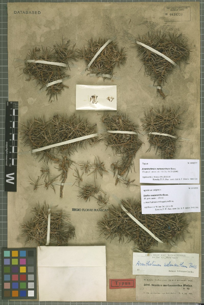 Acantholimon melananthum