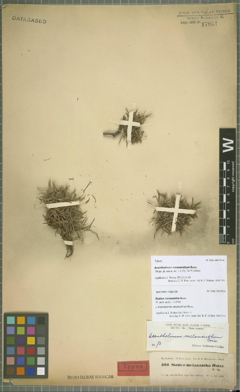 Acantholimon melananthum photo 2