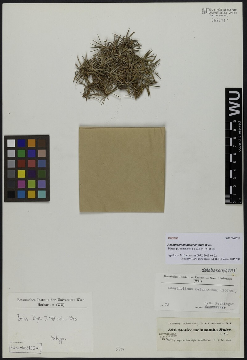 Acantholimon melananthum photo 3