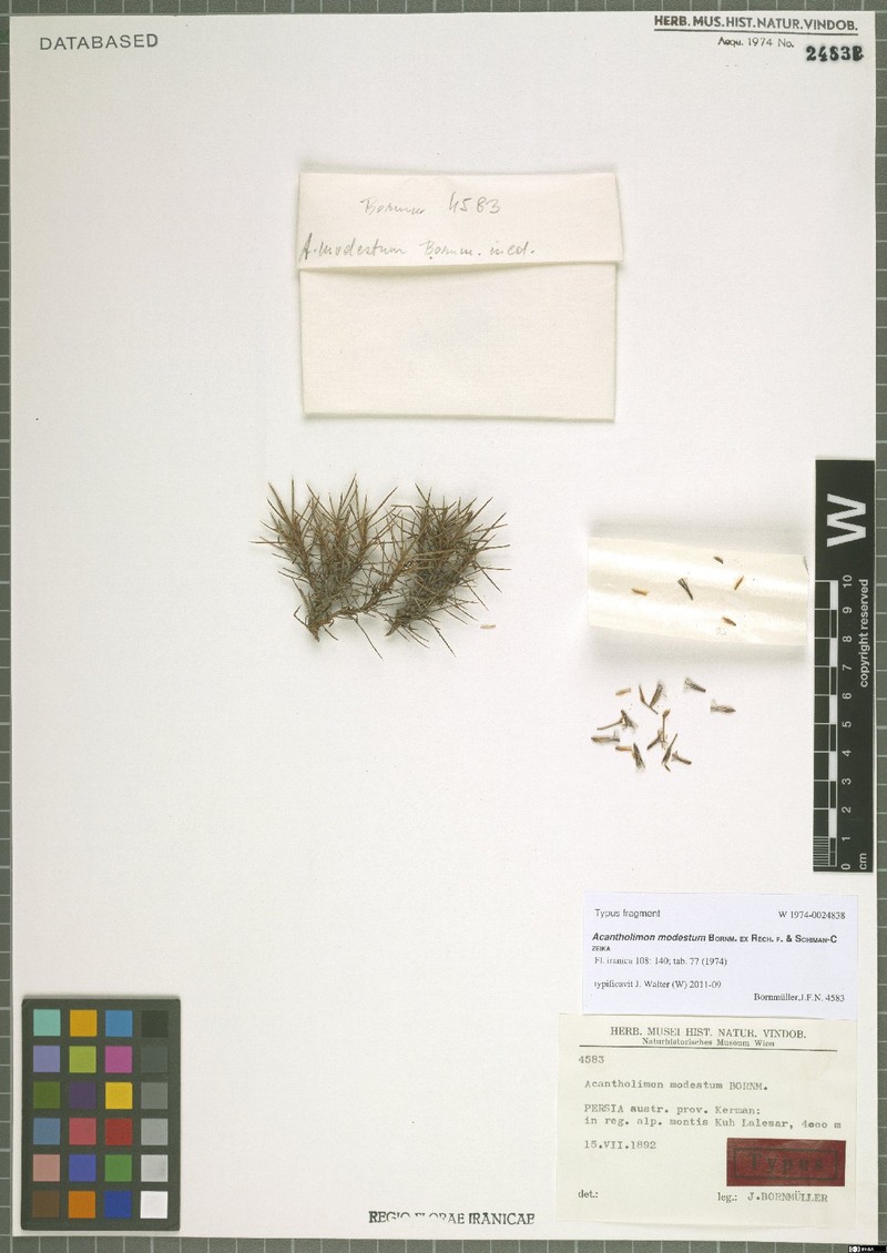 Acantholimon modestum photo 2