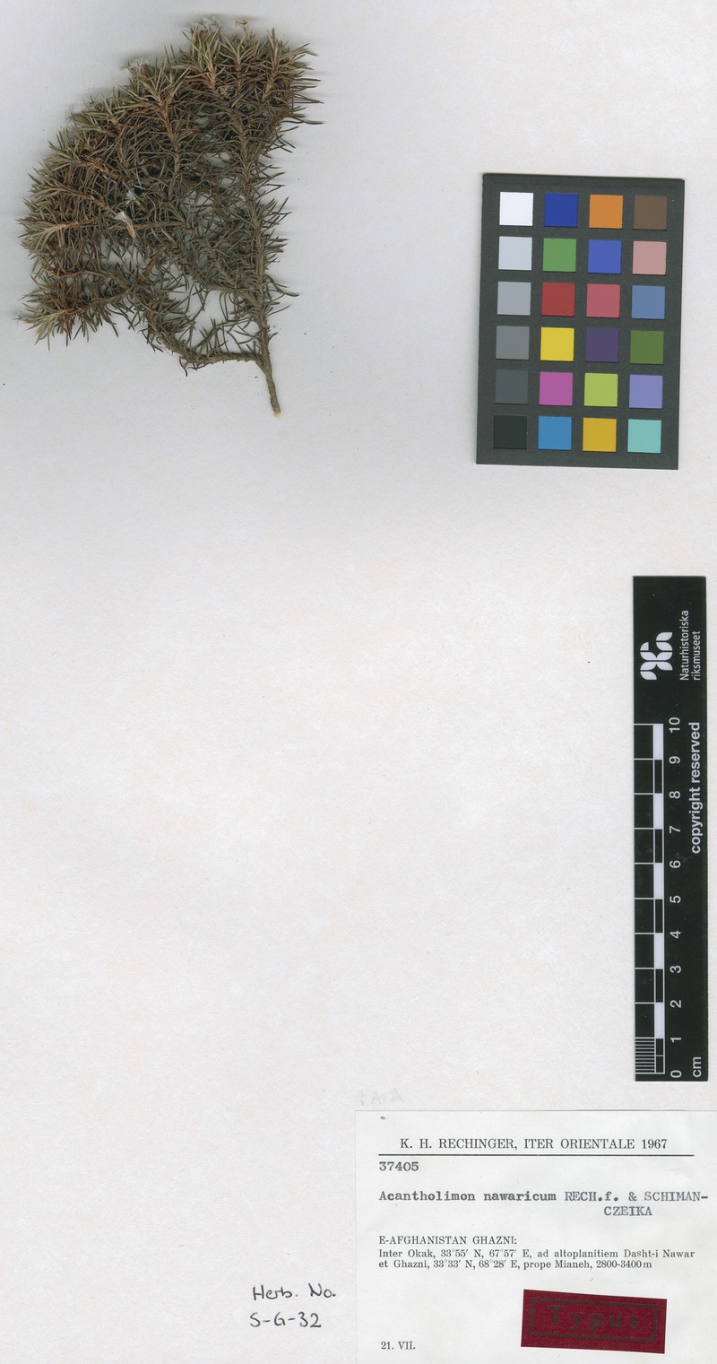 Acantholimon nawaricum