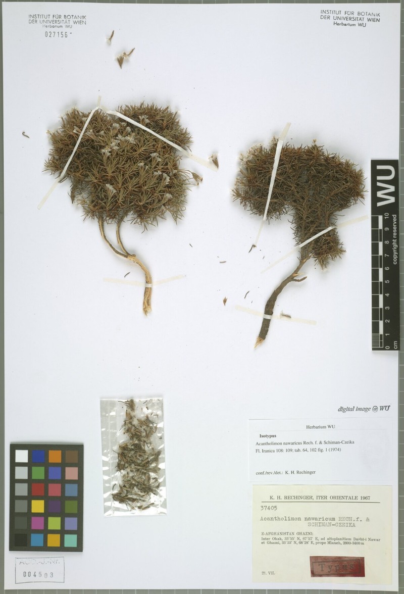 Acantholimon nawaricum photo 2