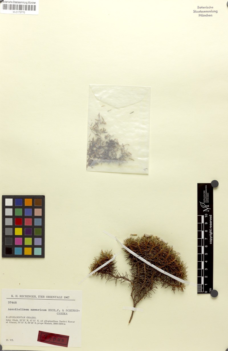 Acantholimon nawaricum photo 4