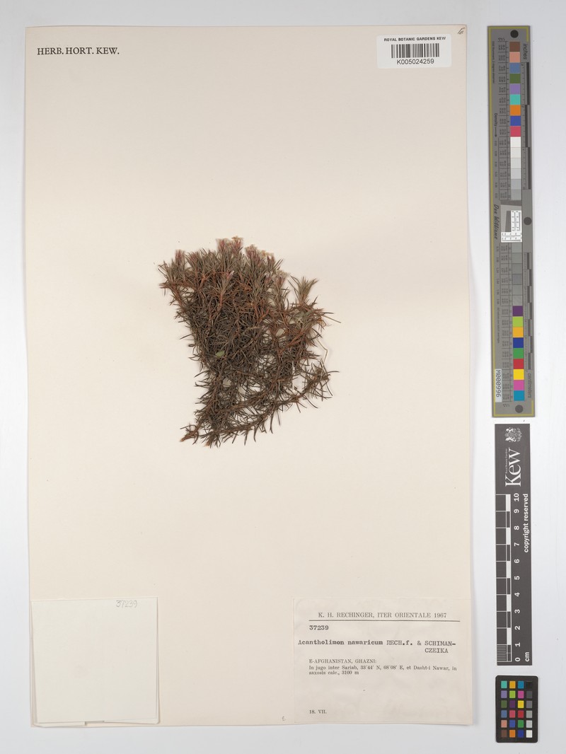 Acantholimon nawaricum photo 5