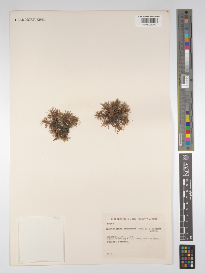 Acantholimon nawaricum photo 6