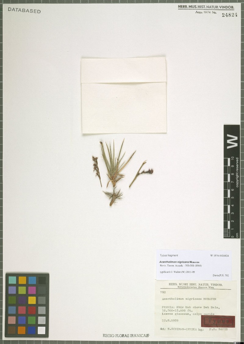 Acantholimon nigricans