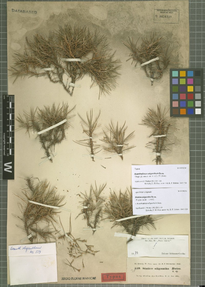 Acantholimon oliganthum