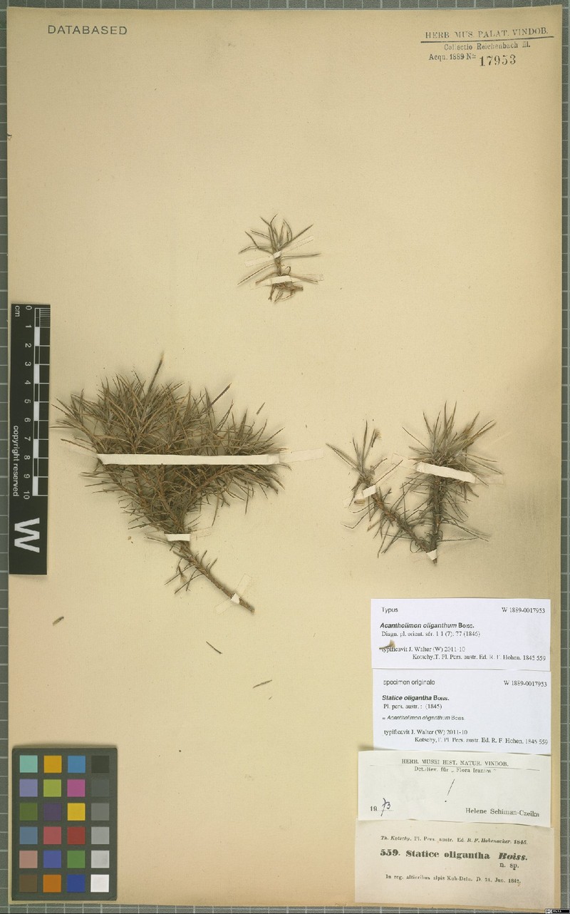 Acantholimon oliganthum photo 2
