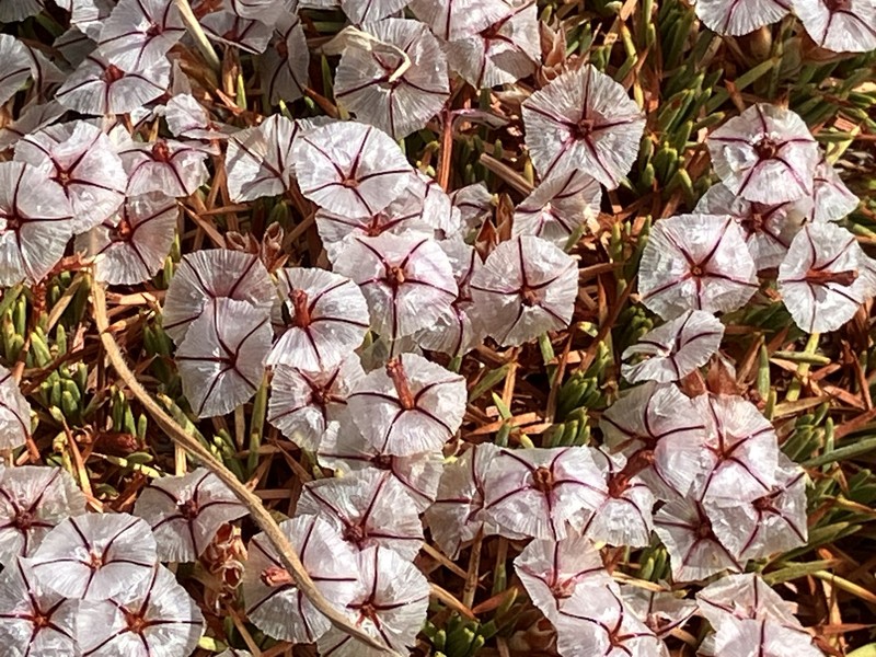 Acantholimon olympicum photo 4