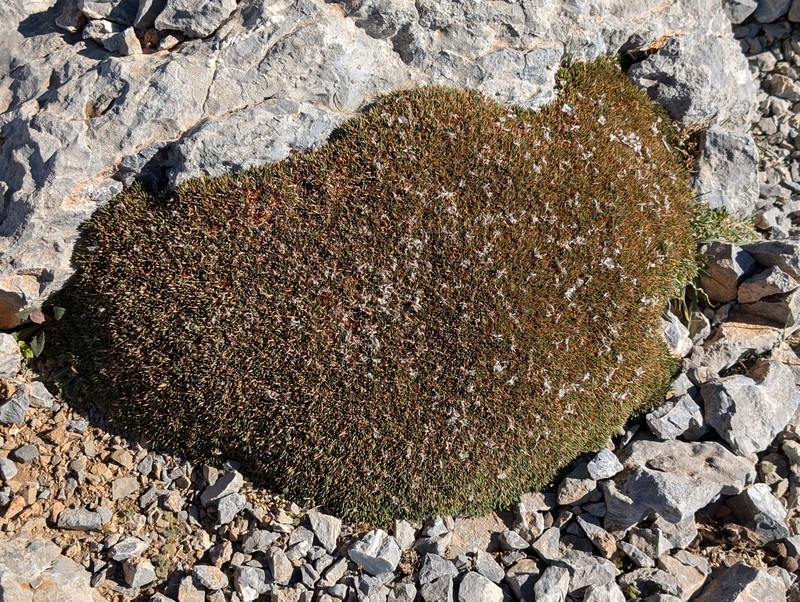 Acantholimon olympicum photo 5