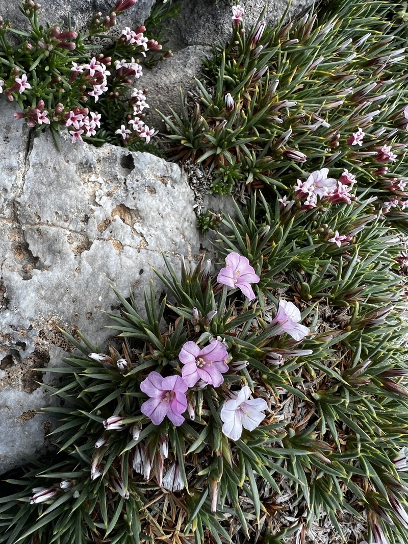 Acantholimon olympicum photo 6
