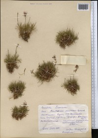 Acantholimon pamiricum
