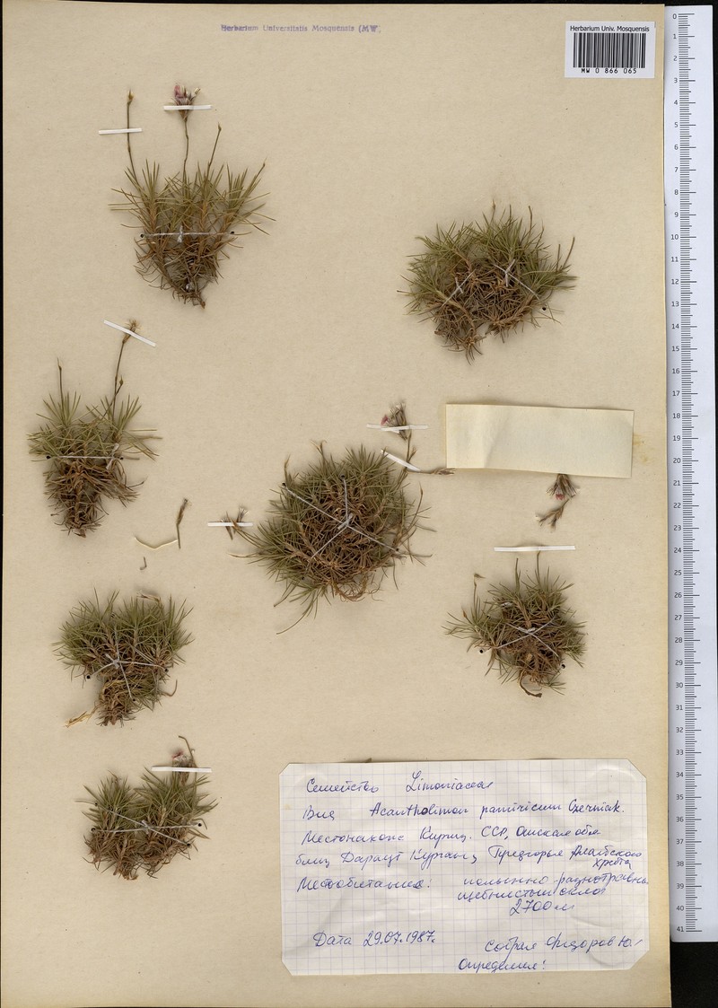 Acantholimon pamiricum