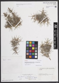 Acantholimon poliochlorum
