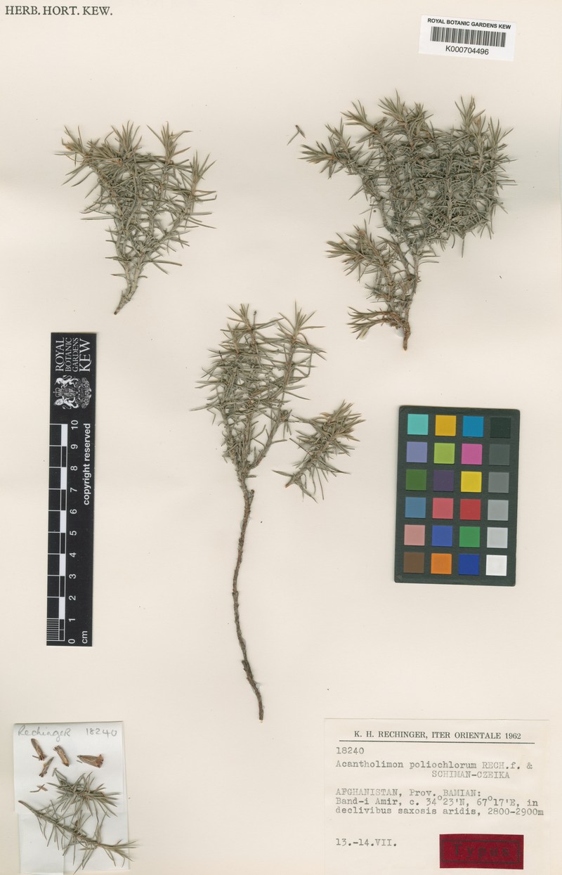Acantholimon poliochlorum photo 2