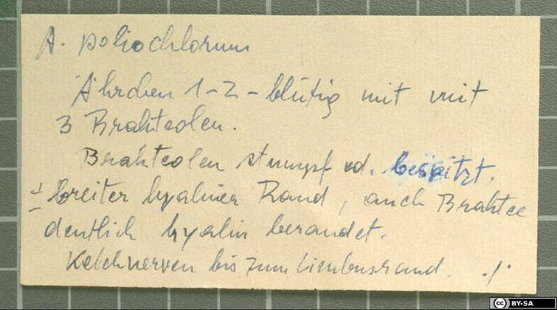 Acantholimon poliochlorum photo 3