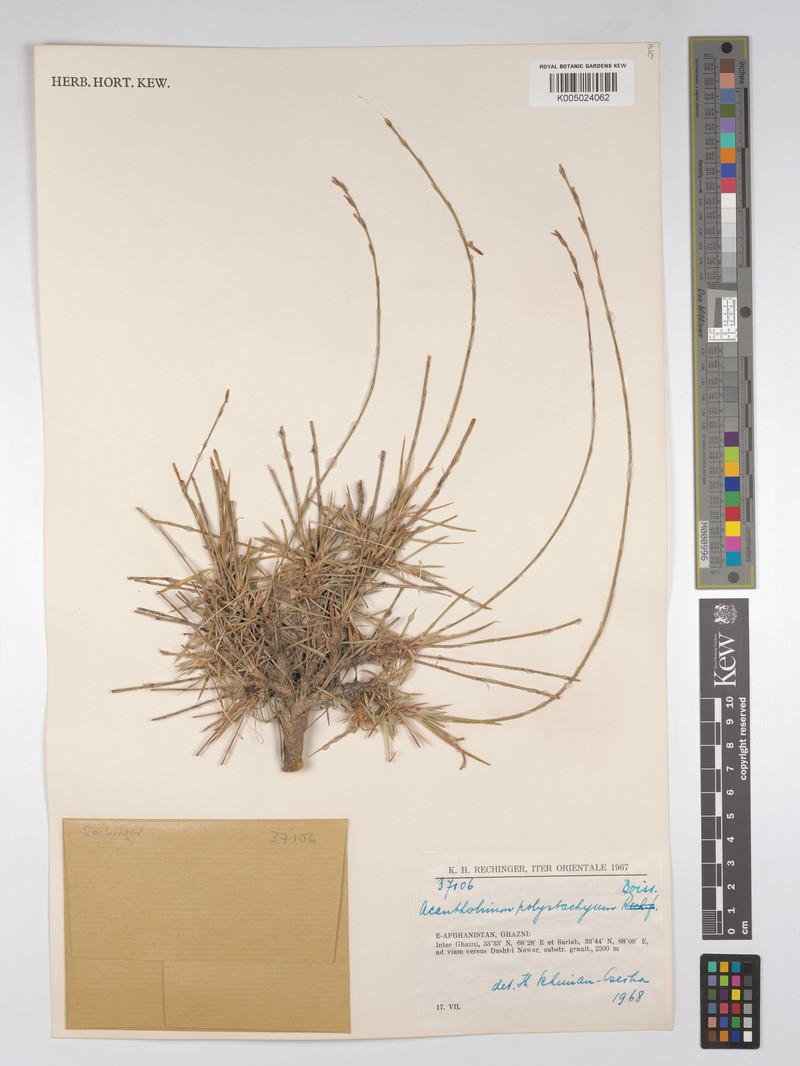 Acantholimon polystachyum photo 2