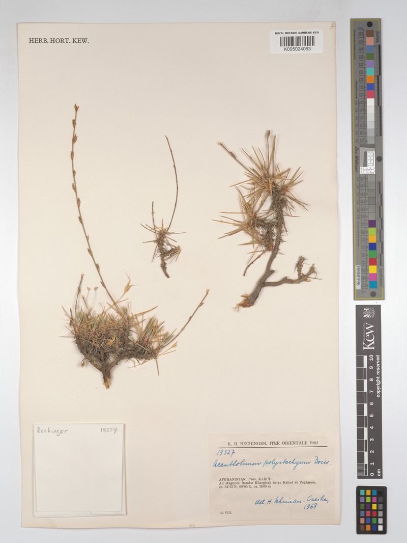Acantholimon polystachyum photo 3