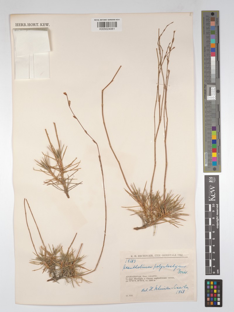 Acantholimon polystachyum photo 4