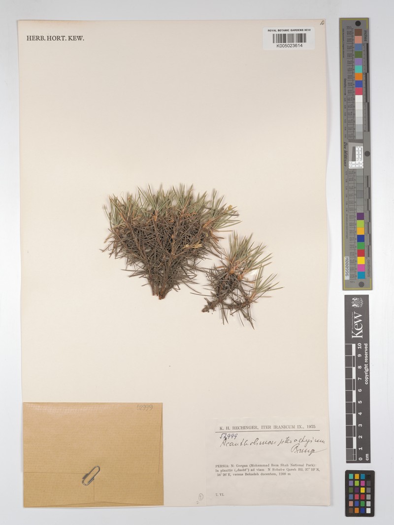 Acantholimon pterostegium
