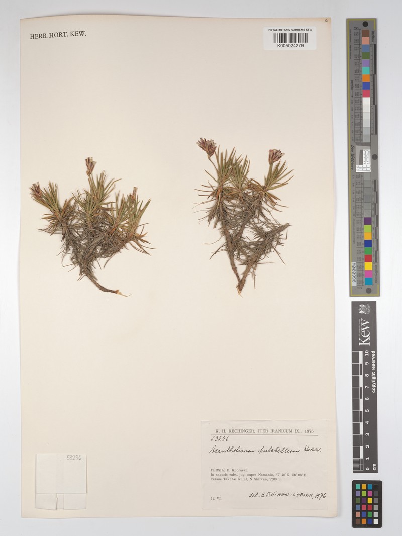 Acantholimon pulchellum