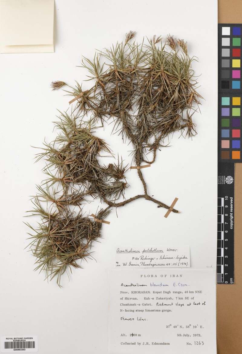 Acantholimon pulchellum photo 2