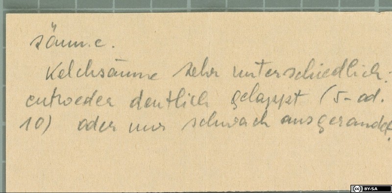 Acantholimon quettensis