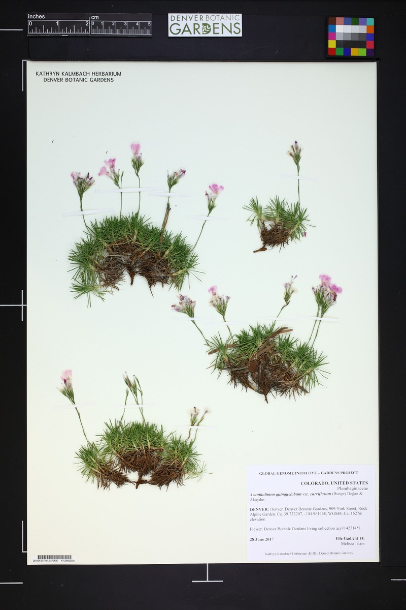 Acantholimon quinquelobum