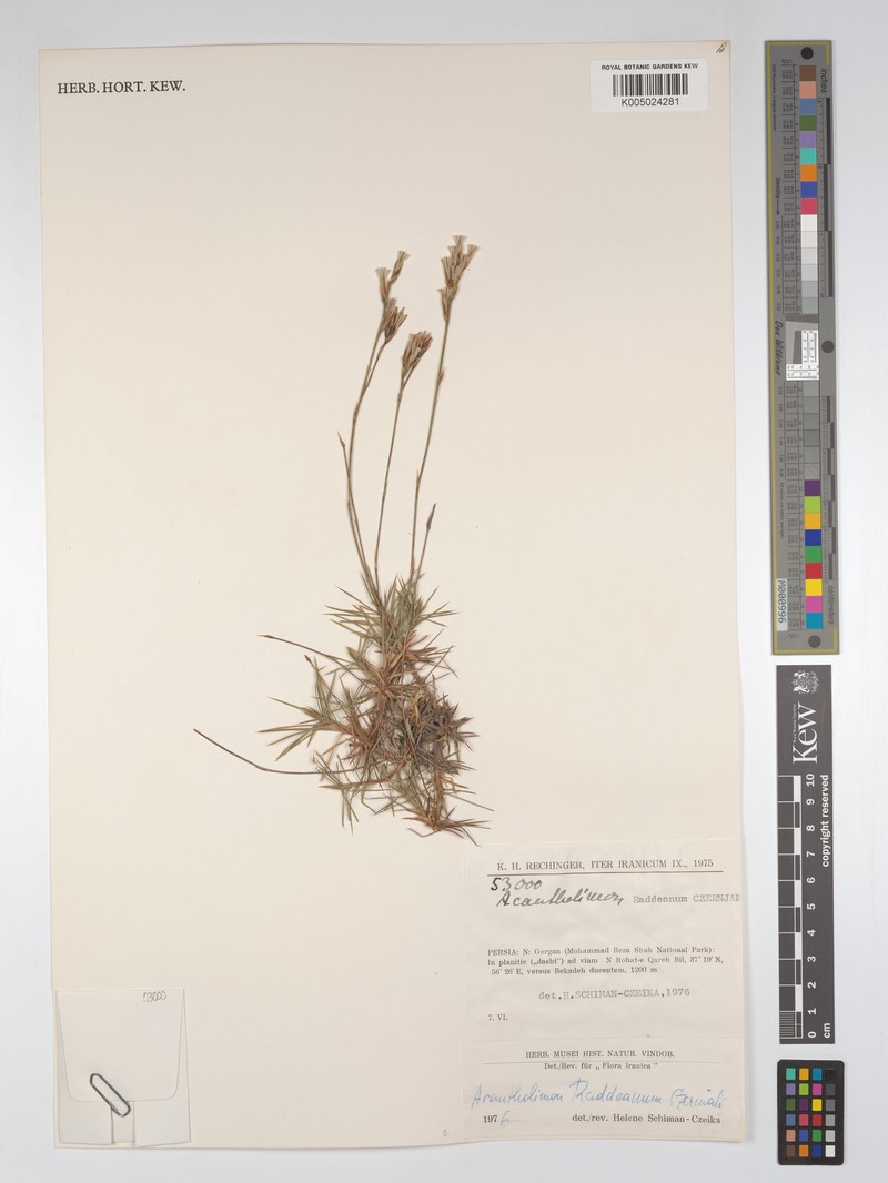 Acantholimon raddeanum