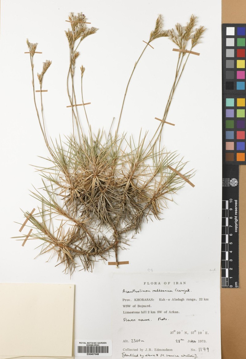 Acantholimon raddeanum photo 2