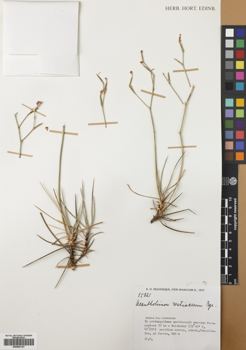 Acantholimon restiaceum