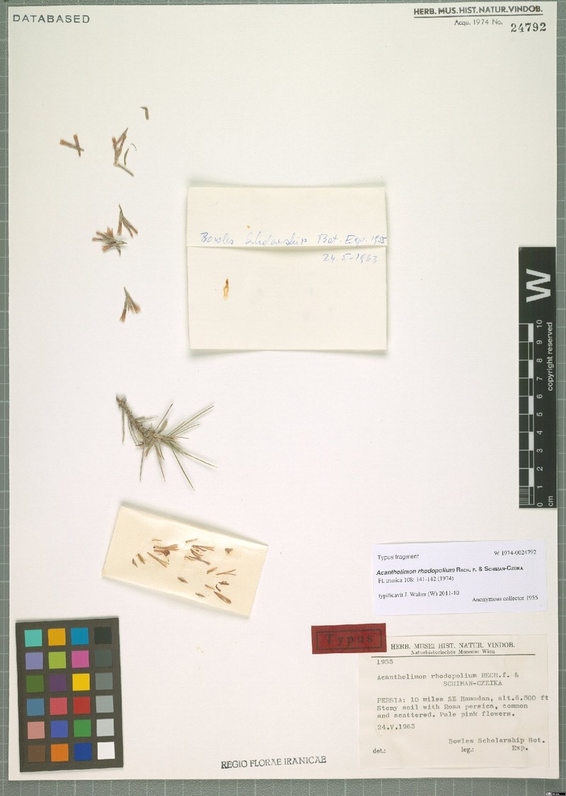 Acantholimon rhodopolium