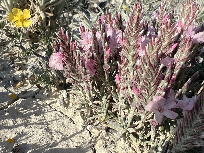 Acantholimon riyatguelii