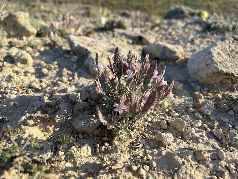 Acantholimon riyatguelii photo 2