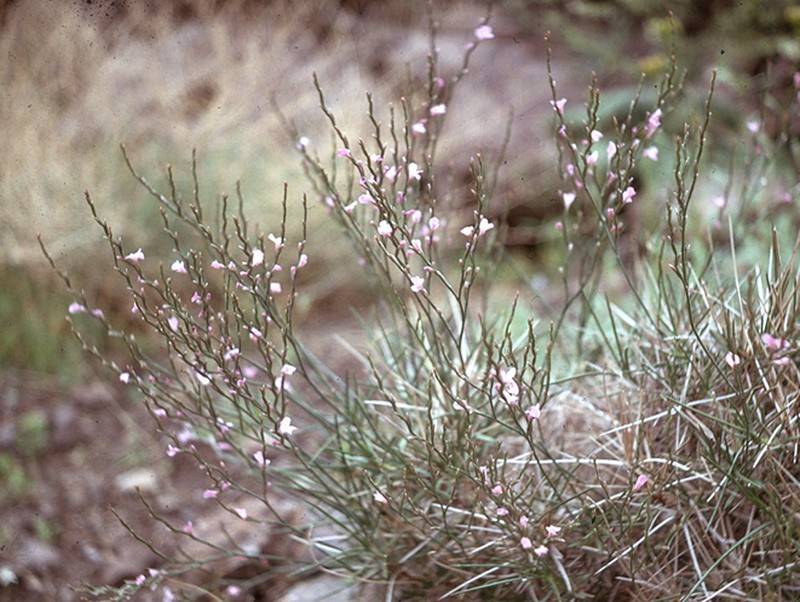Acantholimon rudbaricum