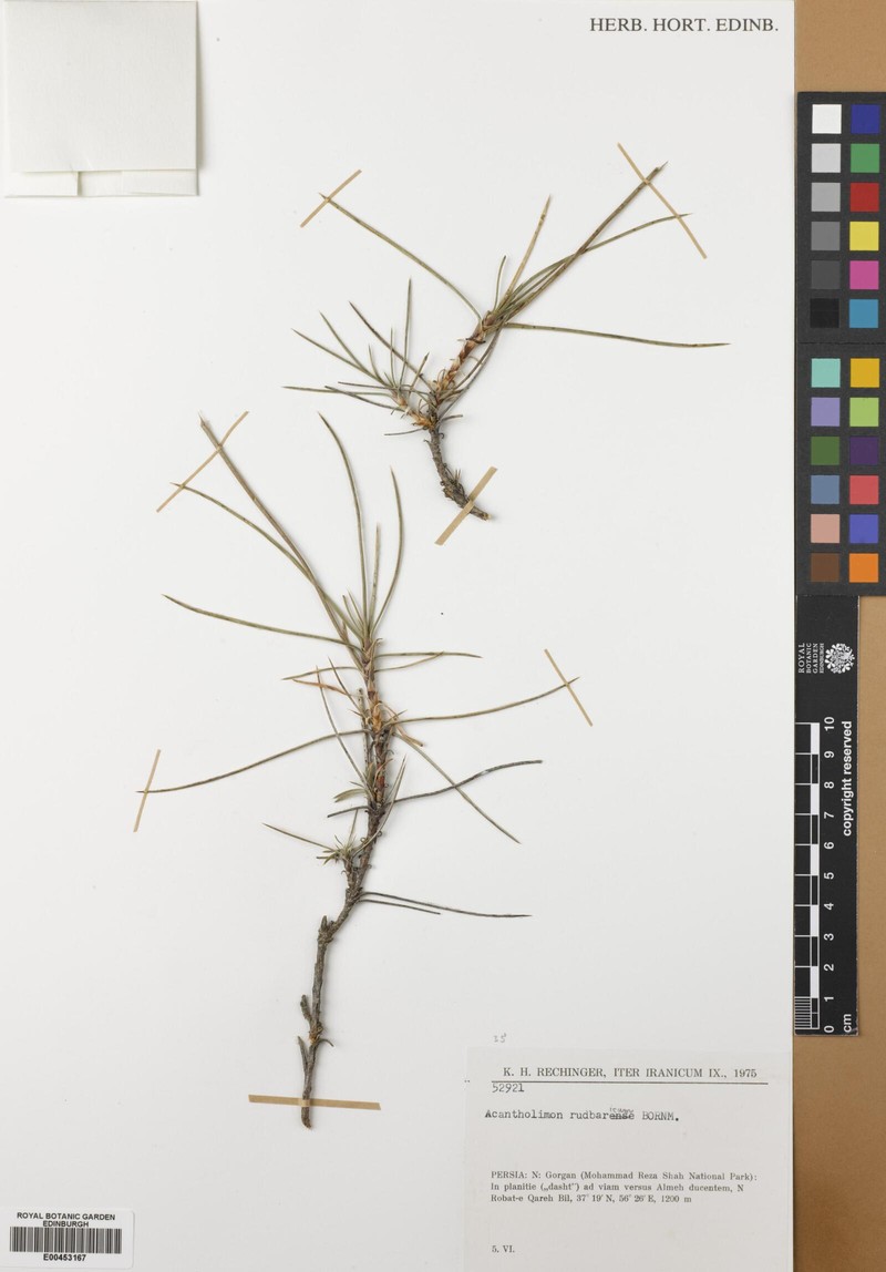 Acantholimon rudbaricum photo 3
