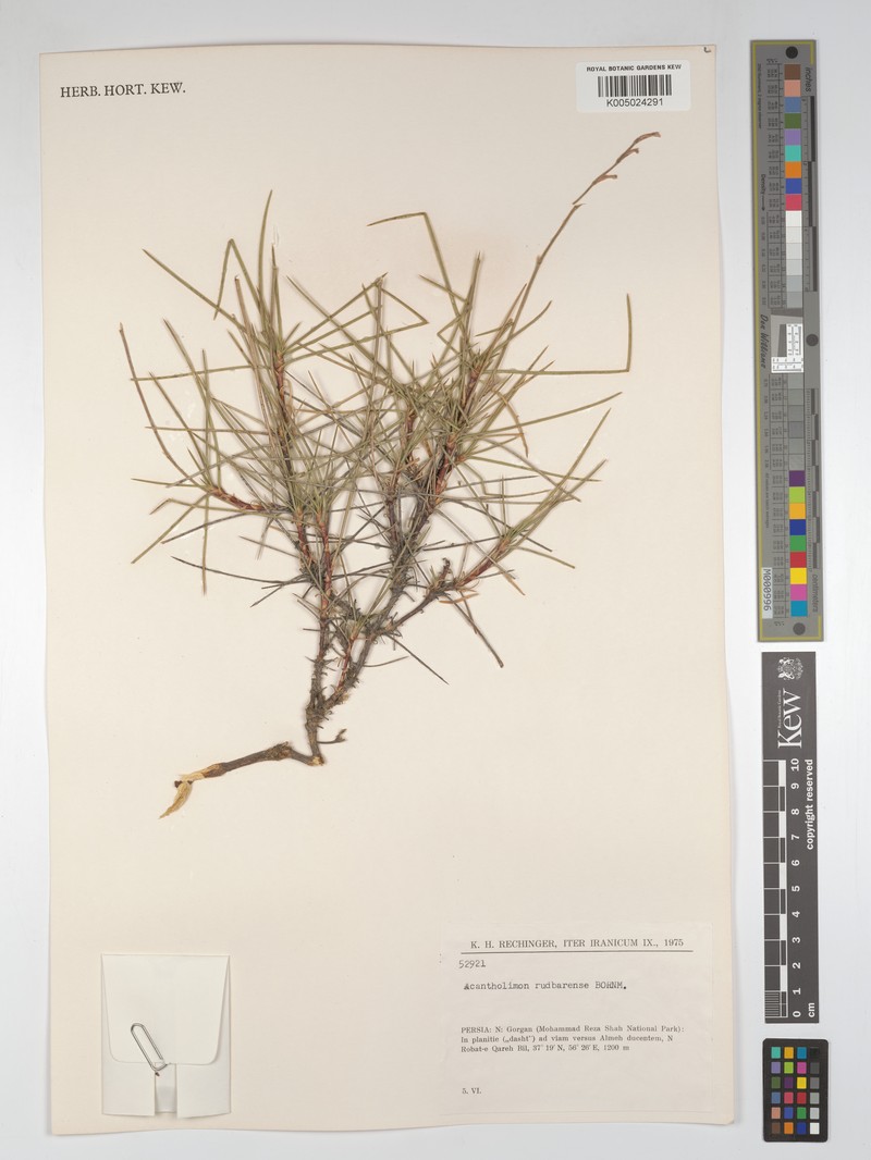 Acantholimon rudbaricum photo 4