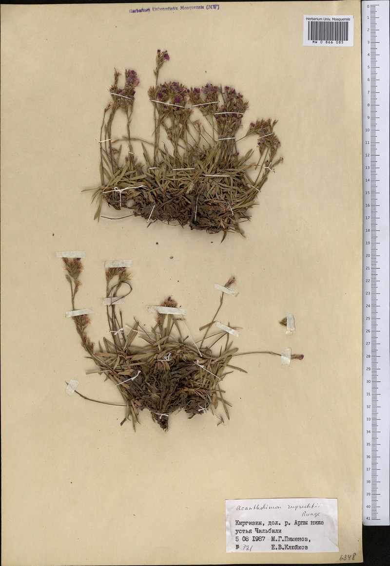 Acantholimon ruprechtii