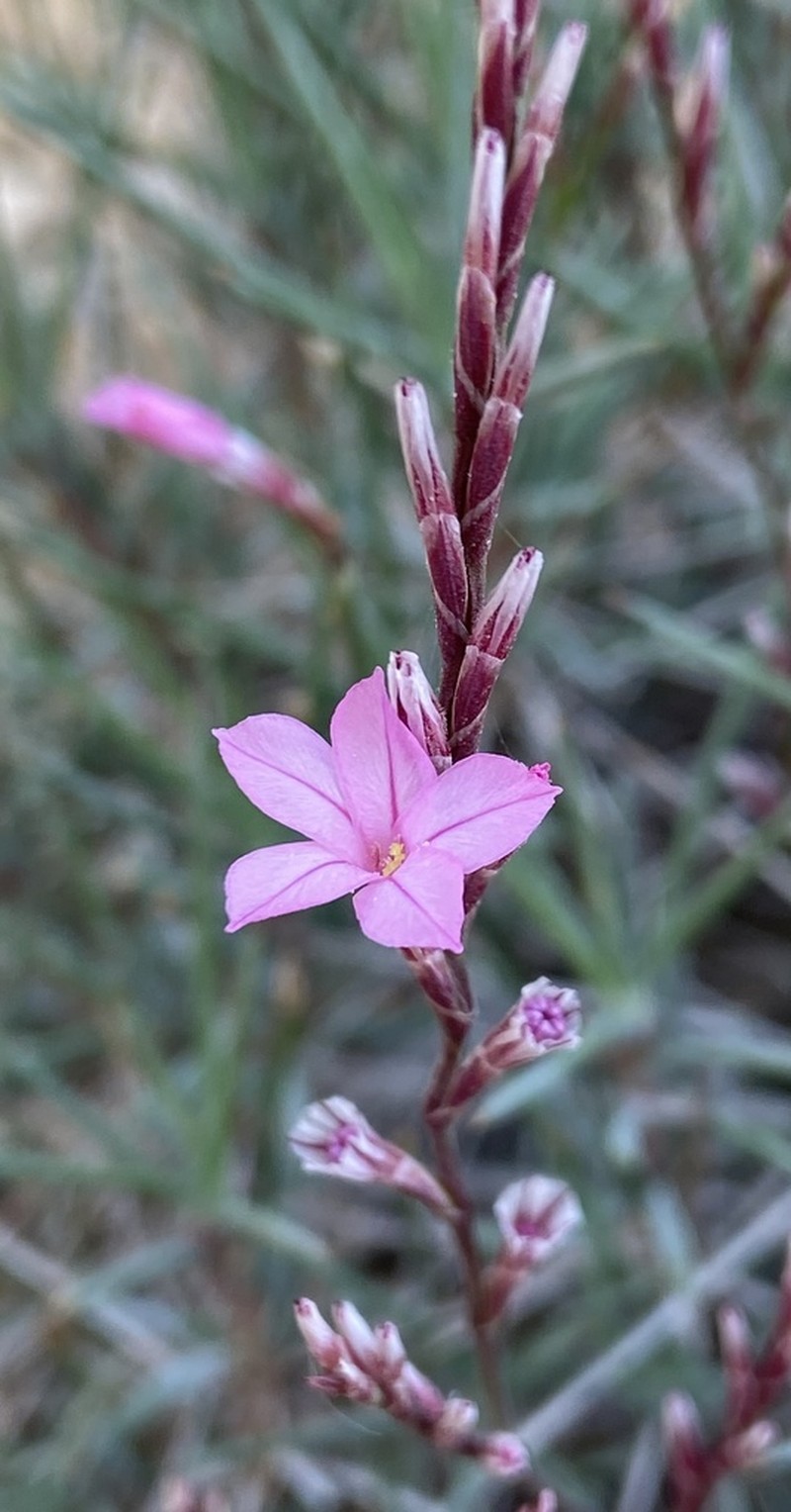 Acantholimon saadii