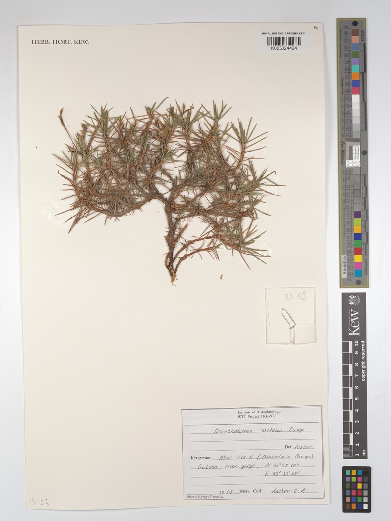 Acantholimon sackenii