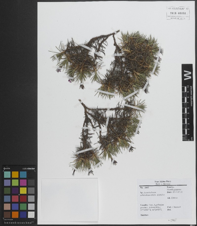 Acantholimon sahendicum